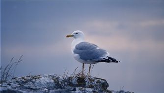 seagull against gray sky in Sweden