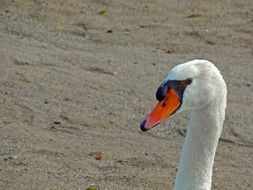 Swan with a long neck on the beach