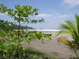 almond tree on the beach of costa