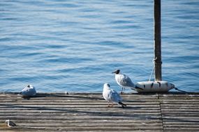 seagulls on a wooden pier on Lake Constance