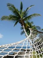 hammock near palm tree on a sunny day