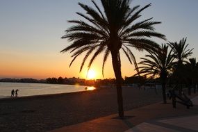 green palm trees on the beach at dusk