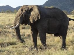 elephant among nature in serengeti