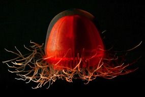 orange jellyfish on black background