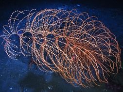 iridigorgia coral life