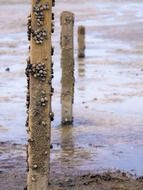 snails on wooden pillars in the North Sea