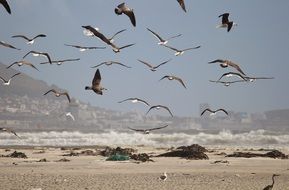foraging segulls on the beach