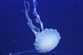 white jellyfish in tropical underwater world