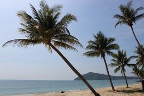 Palms on the beach in Thailand