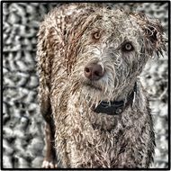 funny wet labradoodle