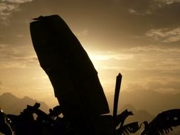 black silhouette of a banana bush at sunset