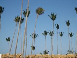 tall palm trees in the Dominican Republic