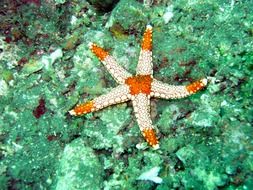 starfish under water in the Maldives