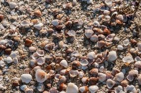 seashells on a beach