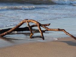 snag on the ocean shore