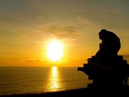 monkey silhouette at sunset in Bali