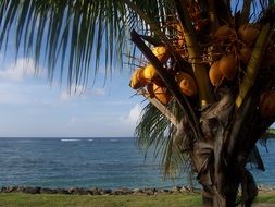 west indies tree