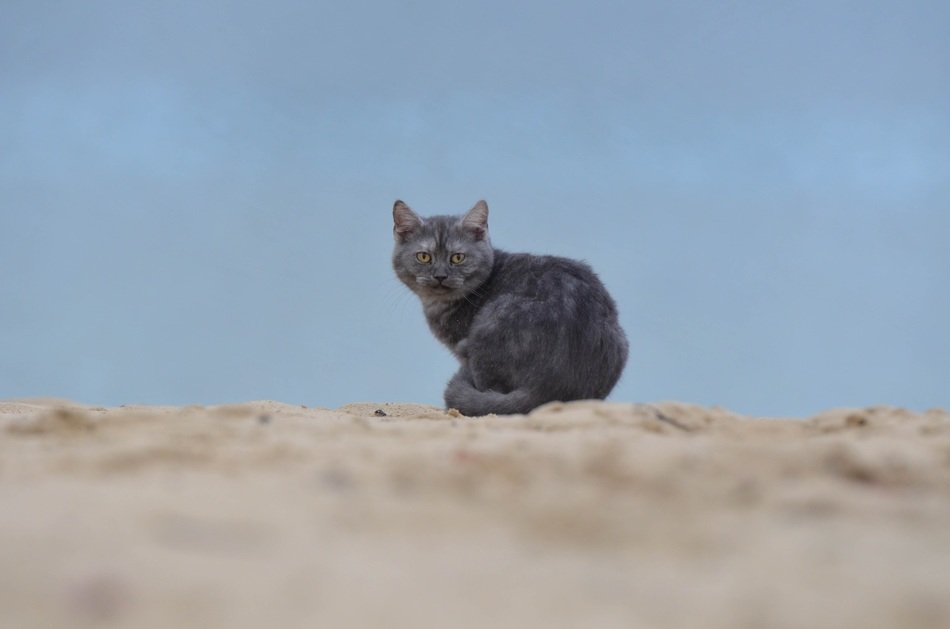 gray cat on the beach
