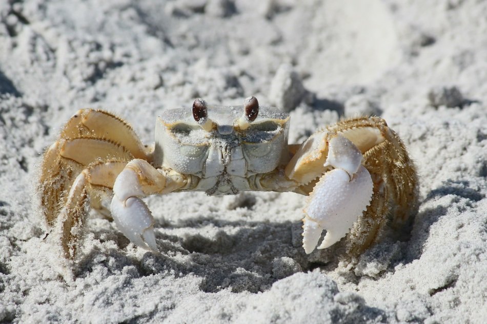 crab on the white sand