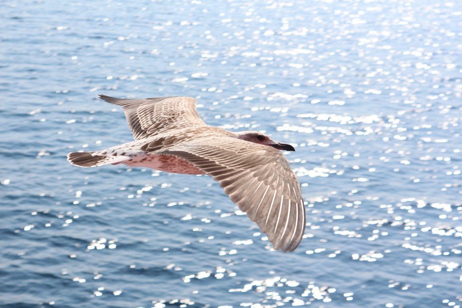 seagull in flight over the Mediterranean