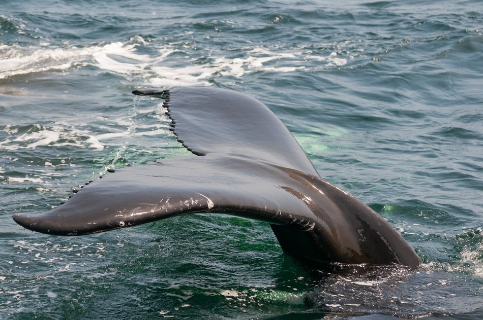 tail of a big whale in the waters of california