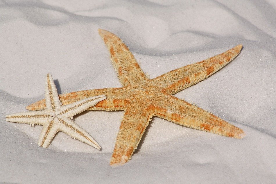 two starfish on the beach