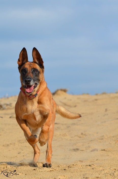 malinois on the beach