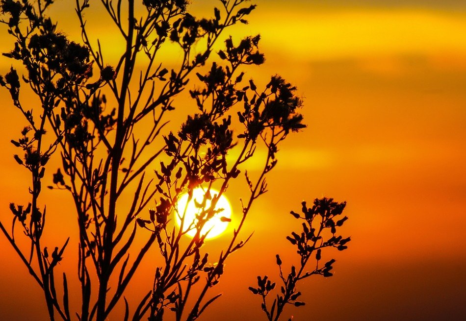 the sun in the sunset behind the tree