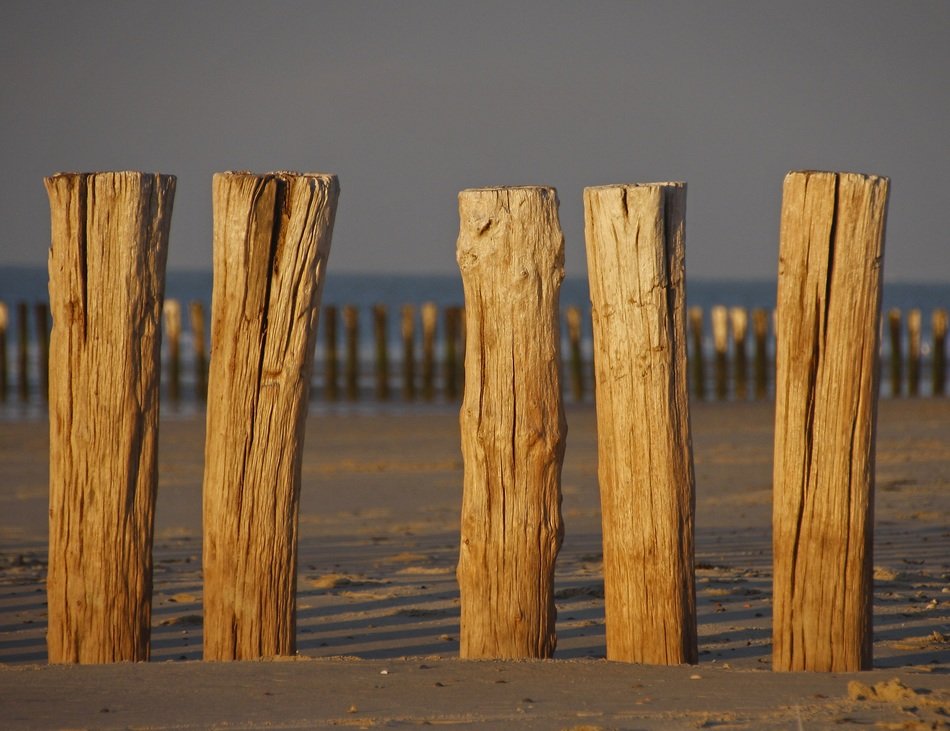 wooden breakwater on the north sea close up