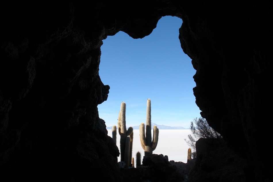 view of tall cacti in the andes in bolivia