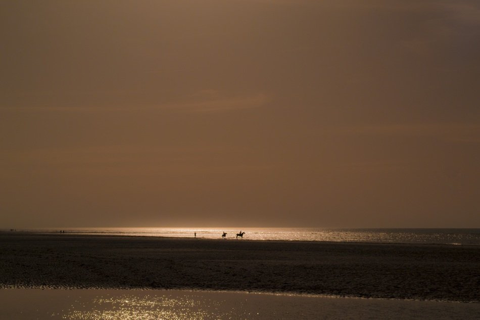 horses on the beach near the water