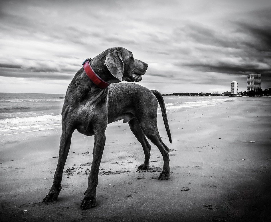 weimaraner on the beach in thailand