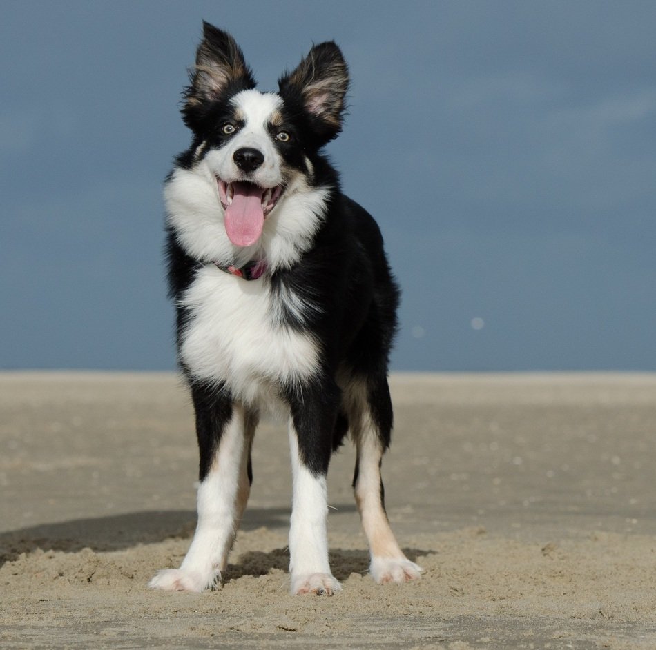 british shepherd on the beach