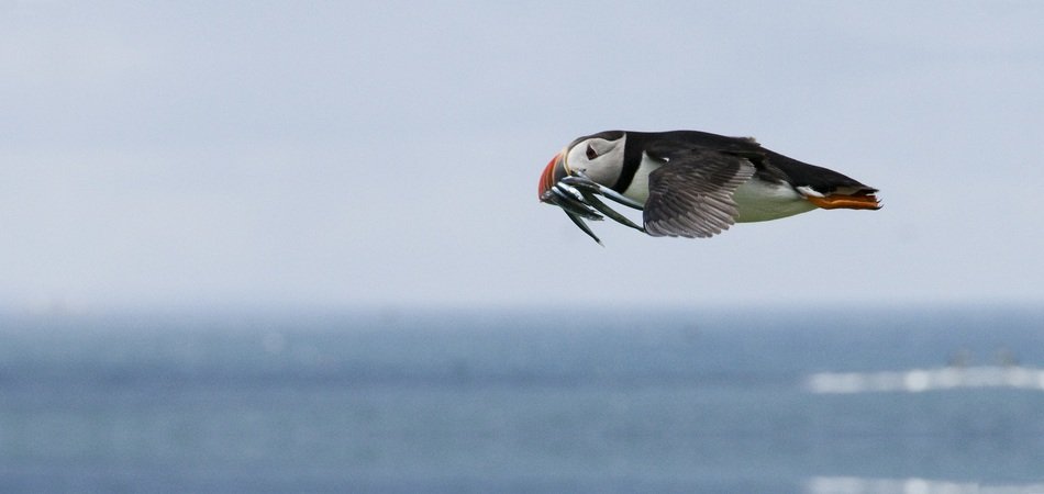 sea puffin ââflies over the ocean