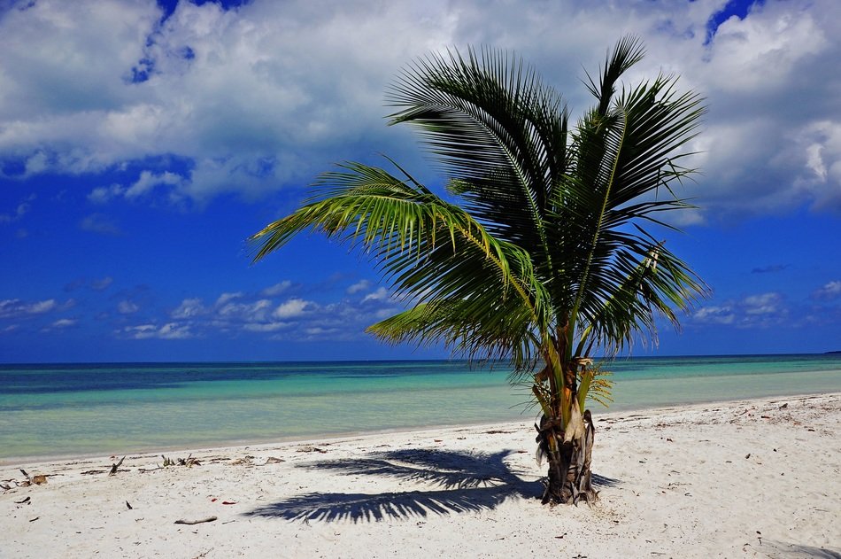 scenic palm on beach at sea, cuba