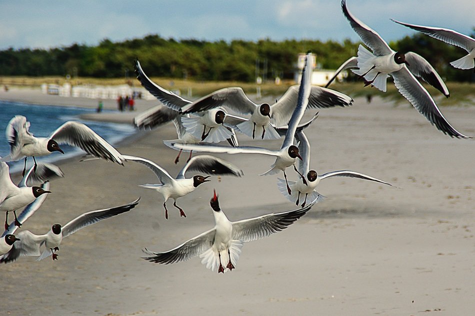 a lot of seagulls over the beach