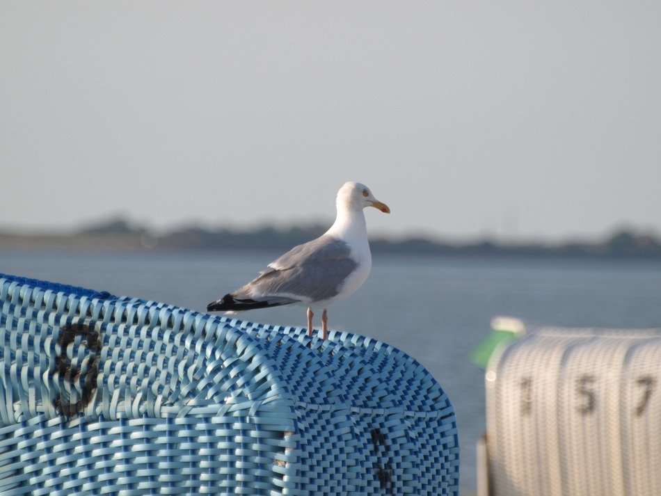 seagull on an armchair near the sea