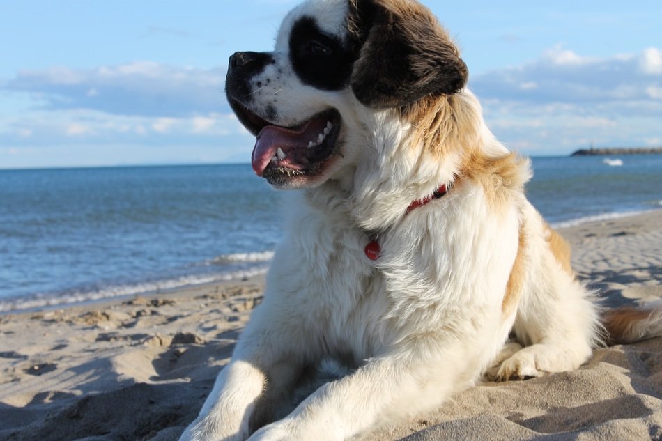 dog lies on the beach in the sand