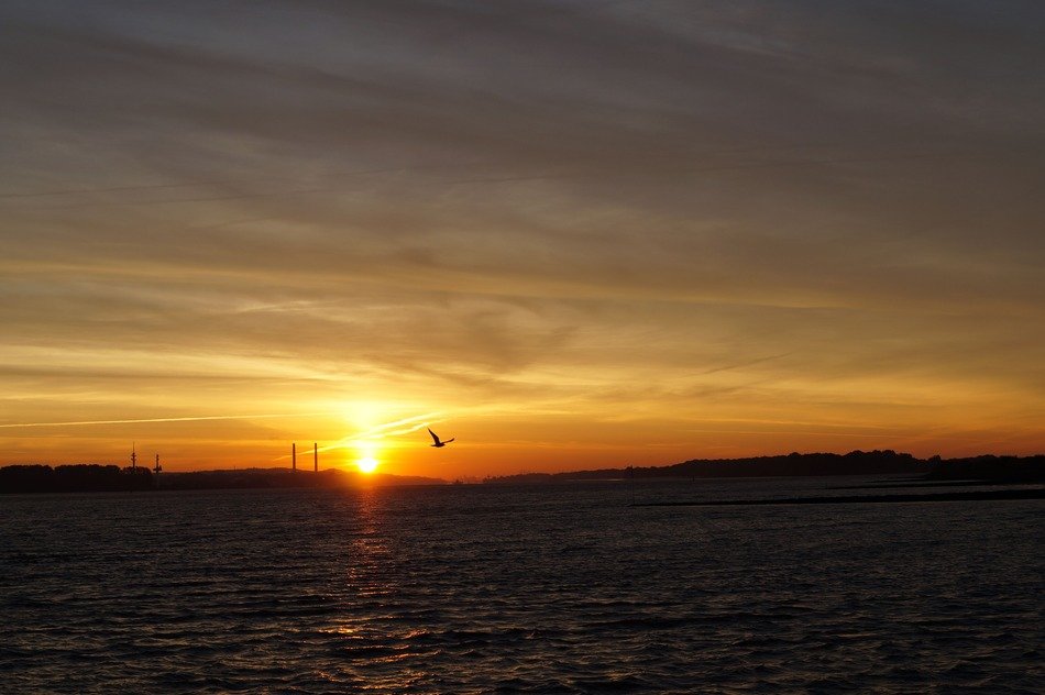 bird in flight above water at surise