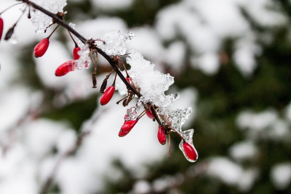 red rose hips with snow