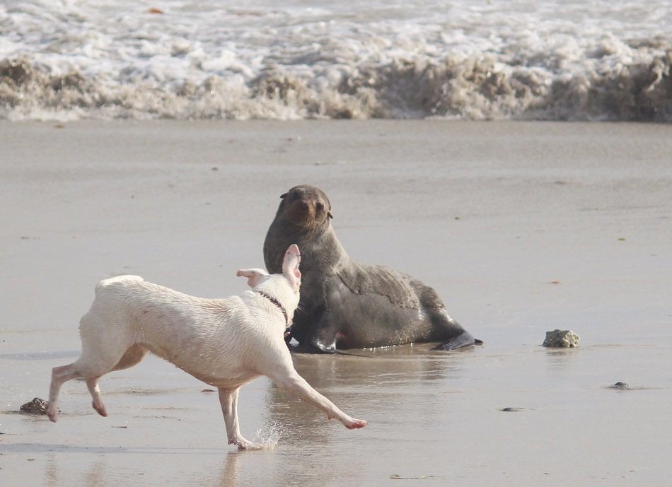 meeting different animals on the beach