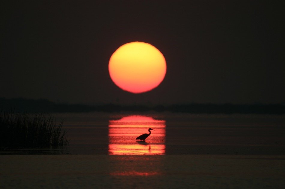 wild bird at the sunrise