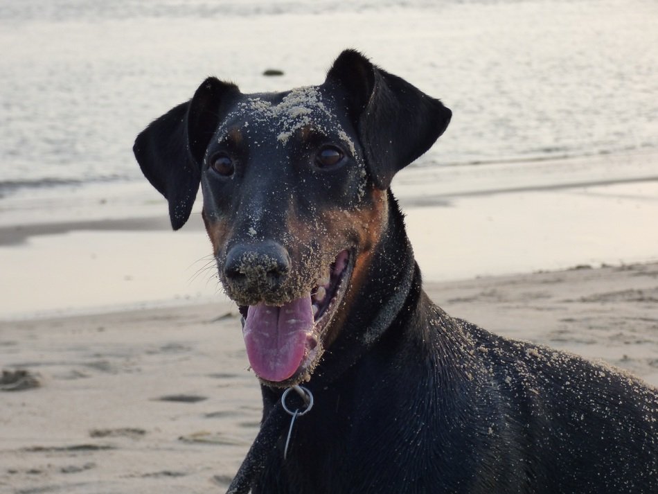 Doberman on the beach