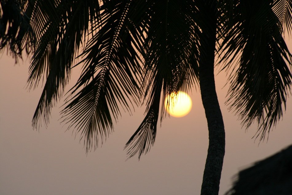 palm tree on sunset background in guinea
