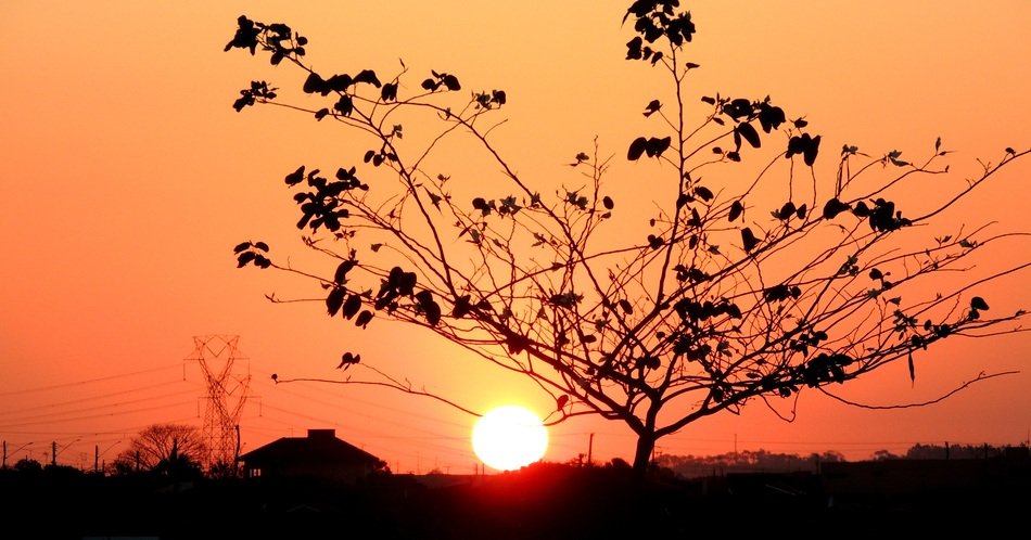 tree against beautiful orange sunset