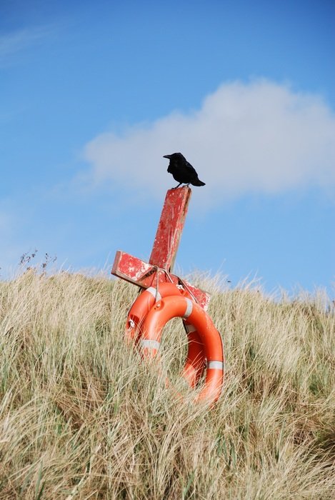 bird on a wooden post