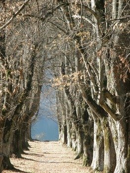 very beautiful tree avenue