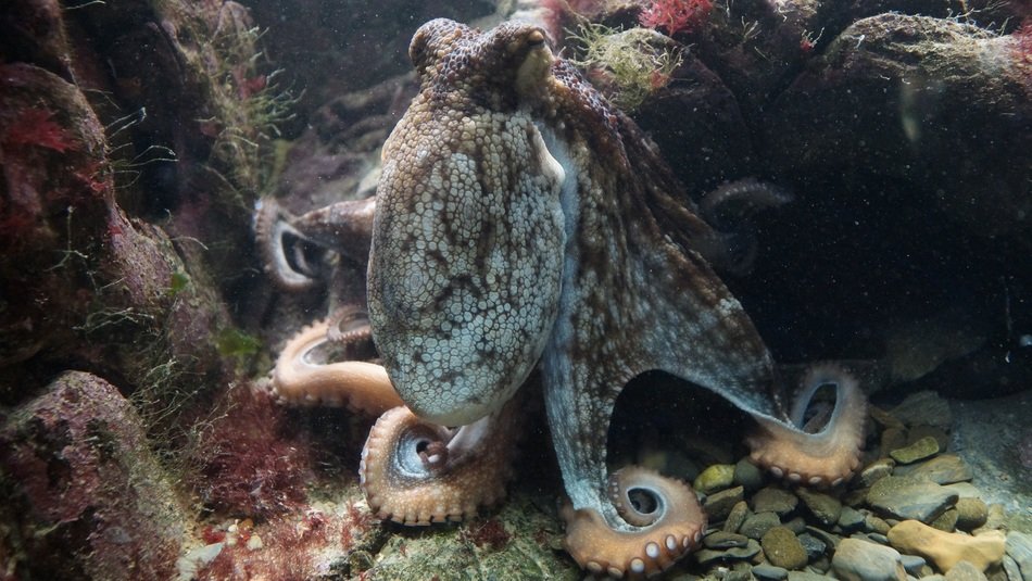 common octopus in wildlife