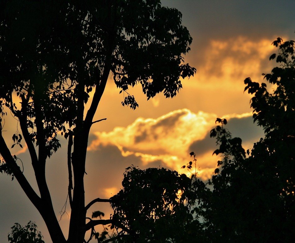 silhouettes of tress and clouds at the sunset