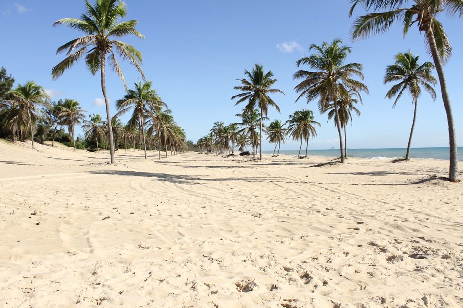 coconut palms on the coast in Ceara, Brazil